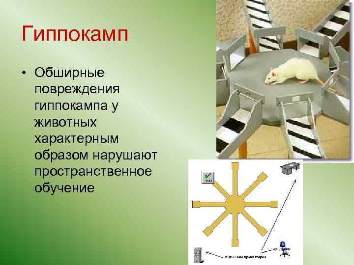 Гиппокамп • Обширные повреждения гиппокампа у животных характерным образом нарушают пространственное обучение 