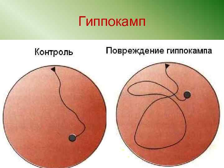 Кора больших полушарий презентация