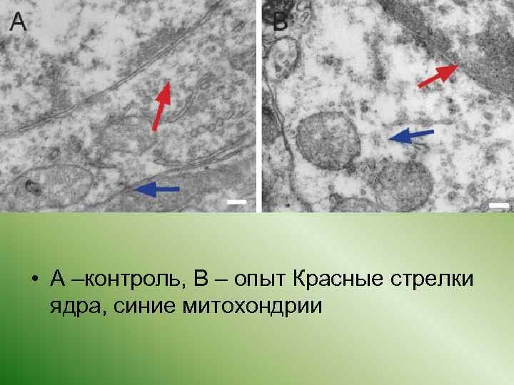  • А –контроль, В – опыт Красные стрелки ядра, синие митохондрии 