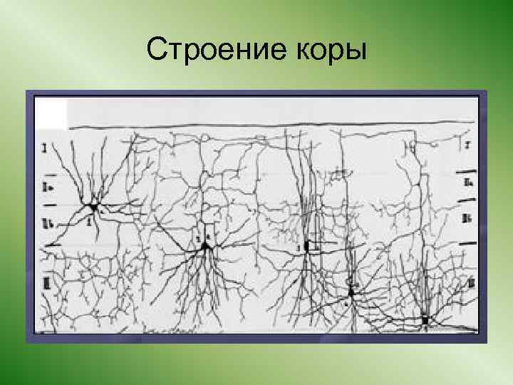 Строение коры 