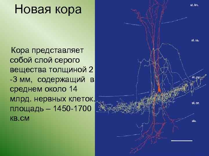 Новая кора Кора представляет собой слой серого вещества толщиной 2 -3 мм, содержащий в