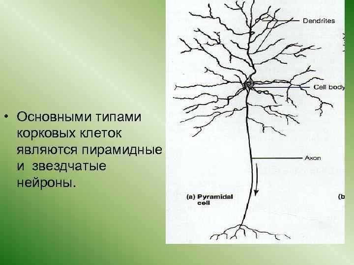  • Основными типами корковых клеток являются пирамидные и звездчатые нейроны. 