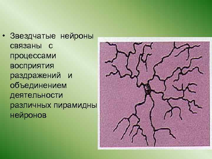  • Звездчатые нейроны связаны с процессами восприятия раздражений и объединением деятельности различных пирамидных
