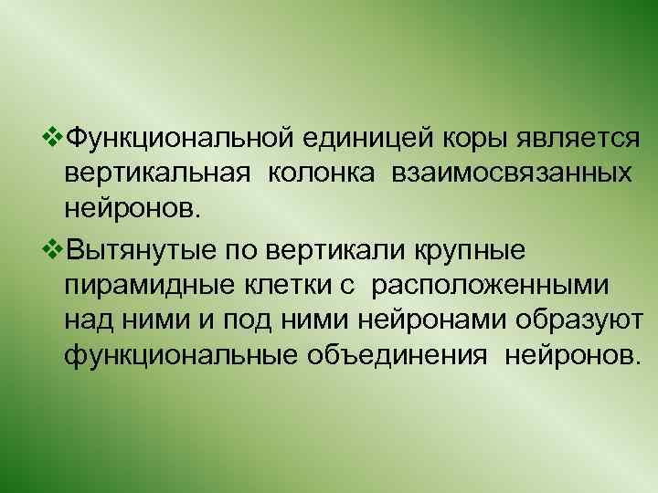 v. Функциональной единицей коры является вертикальная колонка взаимосвязанных нейронов. v. Вытянутые по вертикали крупные