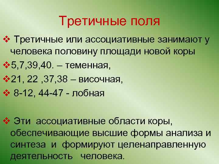 Третичные поля v Третичные или ассоциативные занимают у человека половину площади новой коры v