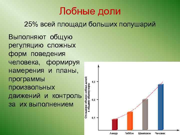 Лобные доли 25% всей площади больших полушарий Выполняют общую регуляцию сложных форм поведения человека,