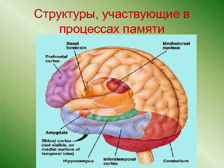 Кора больших полушарий головного мозга гистология рисунок