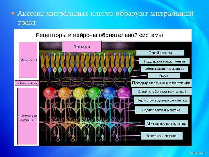  Аксоны митральных клеток образуют митральный тракт 