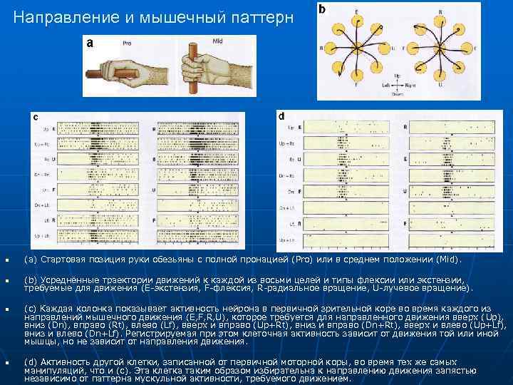 Направление и мышечный паттерн n (a) Стартовая позиция руки обезьяны с полной пронацией (