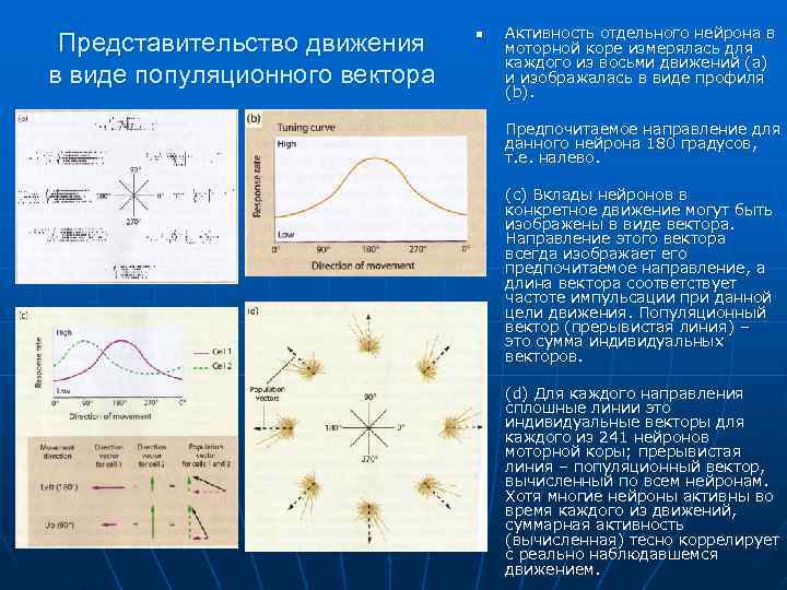 Представительство движения в виде популяционного вектора n n Активность отдельного нейрона в моторной коре