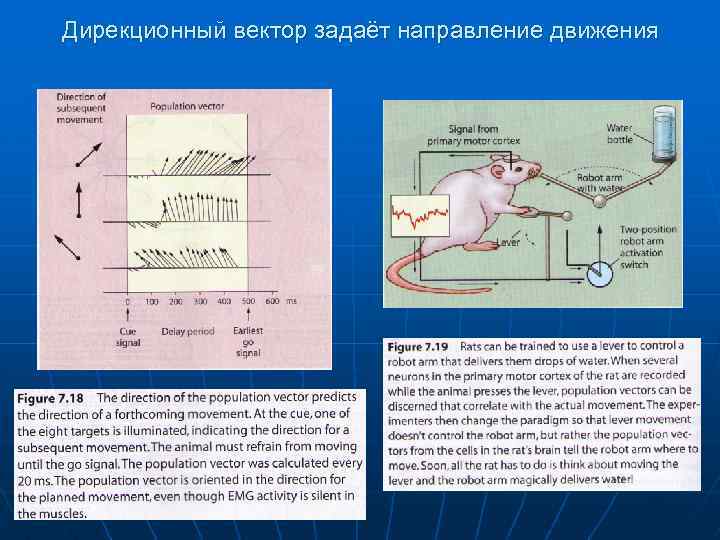 Дирекционный вектор задаёт направление движения 