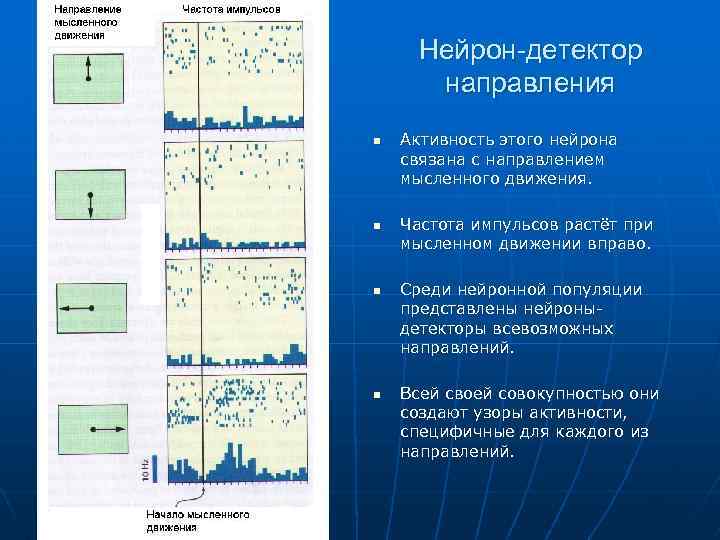 Нейрон-детектор направления n n Активность этого нейрона связана с направлением мысленного движения. Частота импульсов