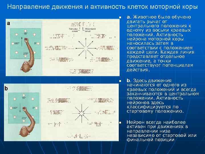 Направление движения и активность клеток моторной коры n n n a. Животное было обучено