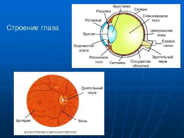 Строение глаза 