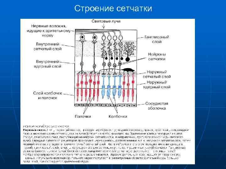 Строение сетчатки 