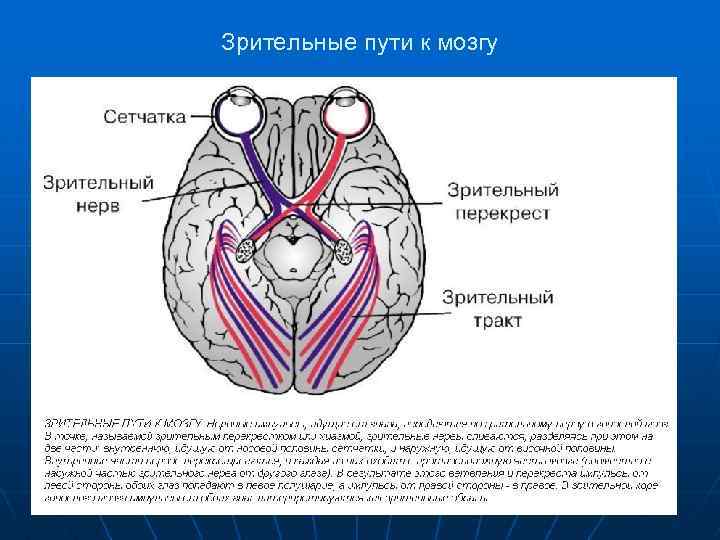 Зрительные пути к мозгу 