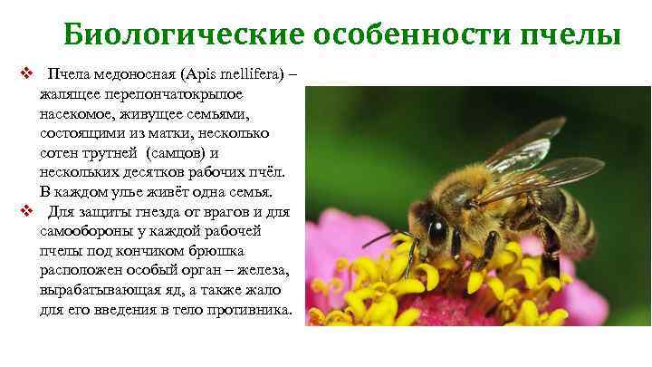 Биологические особенности пчелы v Пчела медоносная (Apis mellifera) – жалящее перепончатокрылое насекомое, живущее семьями,