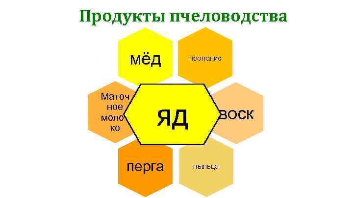 Продукты пчеловодства мёд Маточ ное молоч ко яд перга прополис Способствуют укреплению иммунной системы,