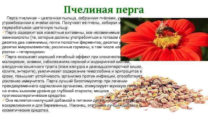 Пчелиная перга Перга пчелиная – цветочная пыльца, собранная пчёлами, уложенная и утрамбованная в ячейки