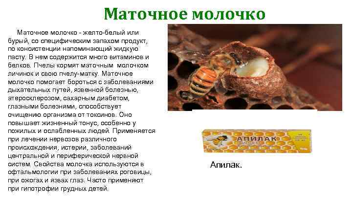 Маточное молочко - желто-белый или бурый, со специфическим запахом продукт, по консистенции напоминающий жидкую
