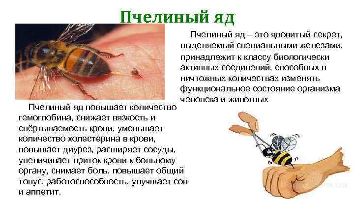 Пчелиный яд – это ядовитый секрет, выделяемый специальными железами, принадлежит к классу биологически активных