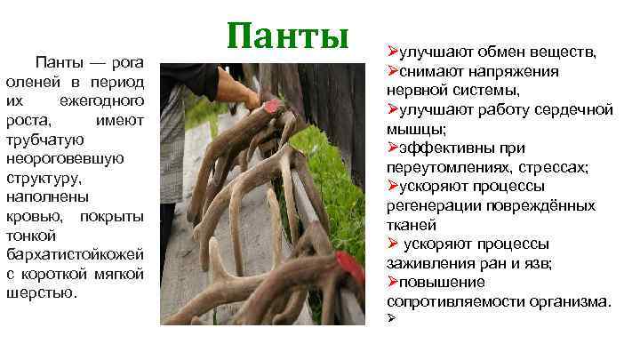 Панты — рога оленей в период их ежегодного роста, имеют трубчатую неороговевшую структуру, наполнены