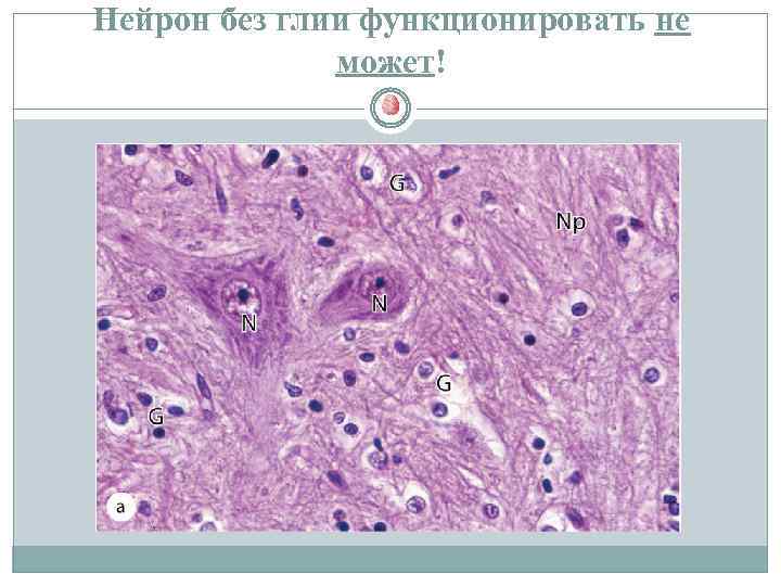 Нейрон без глии функционировать не может! 