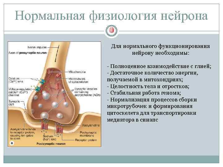 Нормальная физиология нейрона Для нормального функционирования нейрону необходимы: - Полноценное взаимодействие с глией; -