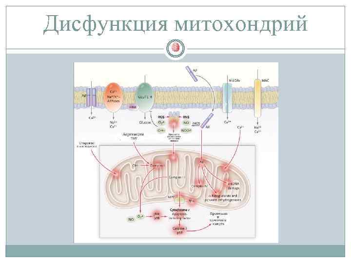 Дисфункция митохондрий 