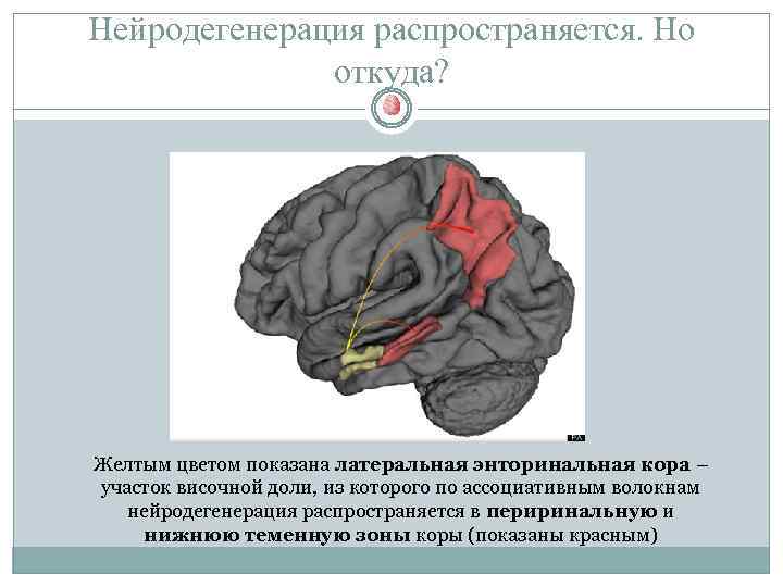 Нейродегенерация распространяется. Но откуда? Желтым цветом показана латеральная энторинальная кора – участок височной доли,