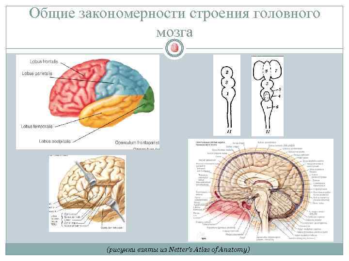 Общие закономерности строения головного мозга (рисунки взяты из Netter’s Atlas of Anatomy) 