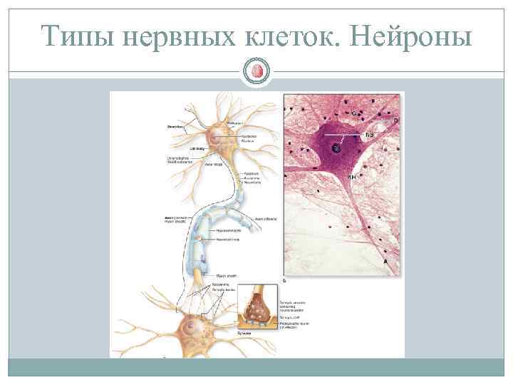 Типы нервных клеток. Нейроны 
