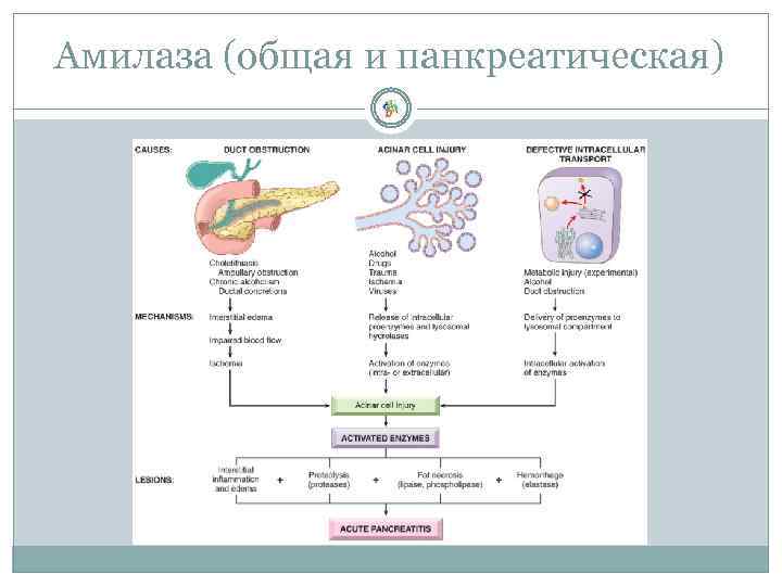 Амилаза (общая и панкреатическая) 