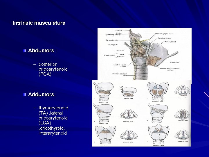 Intrinsic musculature Abductors : – posterior cricoarytenoid (PCA) Adductors: – thyroarytenoid (TA) , lateral