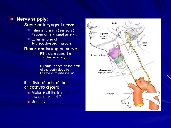 Nerve supply: – Superior laryngeal nerve Internal branch (sensory) +superior laryngeal artery. External branch