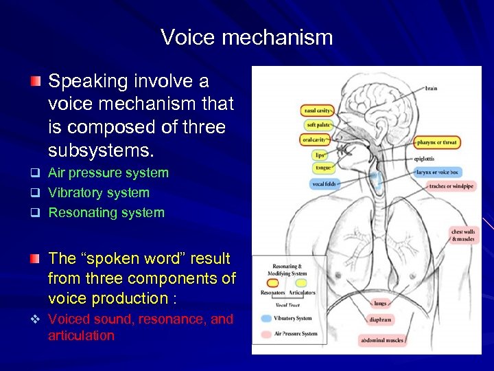 Voice mechanism Speaking involve a voice mechanism that is composed of three subsystems. q