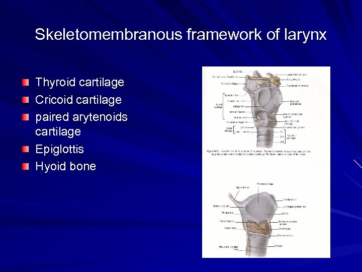 Skeletomembranous framework of larynx Thyroid cartilage Cricoid cartilage paired arytenoids cartilage Epiglottis Hyoid bone
