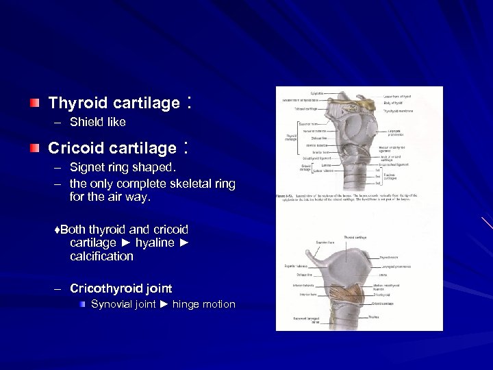 Thyroid cartilage : – Shield like Cricoid cartilage : – Signet ring shaped. –