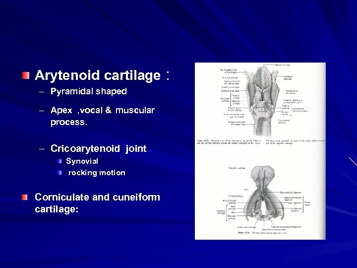 Arytenoid cartilage : – Pyramidal shaped – Apex , vocal & muscular process. –