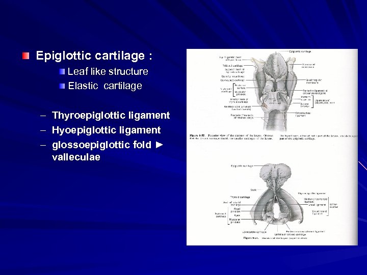 Epiglottic cartilage : Leaf like structure Elastic cartilage – Thyroepiglottic ligament – Hyoepiglottic ligament