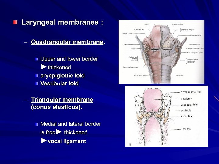 Laryngeal membranes : – Quadrangular membrane. Upper and lower border ►thickened aryepiglottic fold Vestibular