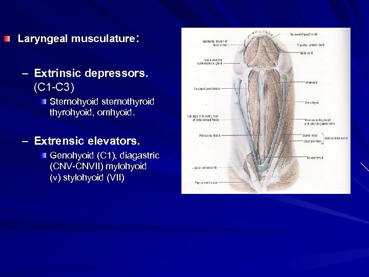 Laryngeal musculature: – Extrinsic depressors. (C 1 -C 3) Sternohyoid sternothyroid thyrohyoid, omhyoid. –
