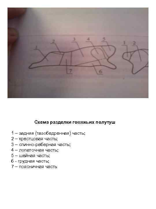 Схема разделки говяжьих полутуш 1 – задняя (тазобедренная) часть; 2 – крестцовая часть; 3