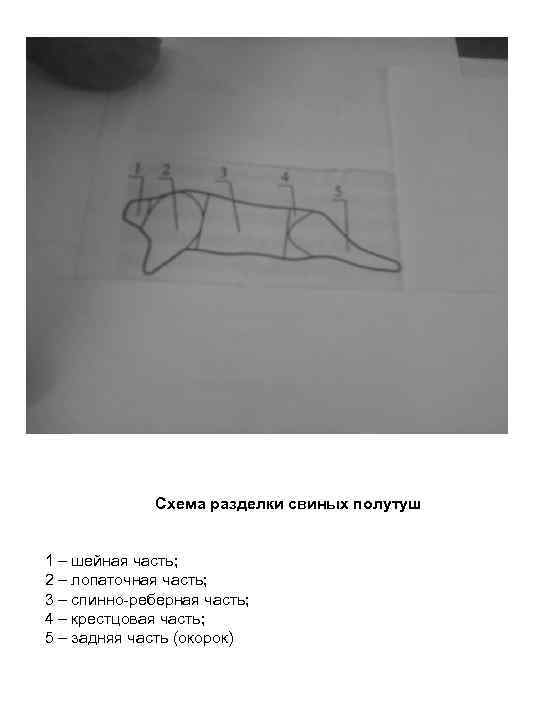 Схема разделки свиных полутуш 1 – шейная часть; 2 – лопаточная часть; 3 –