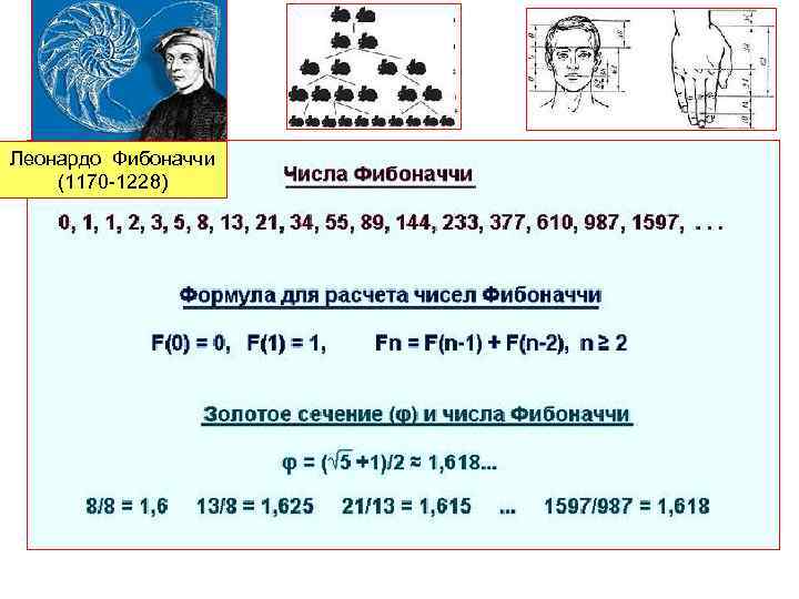 Леонардо Фибоначчи (1170 -1228) 
