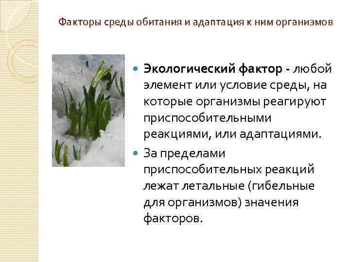 Факторы среды обитания и адаптация к ним организмов Экологический фактор - любой элемент или