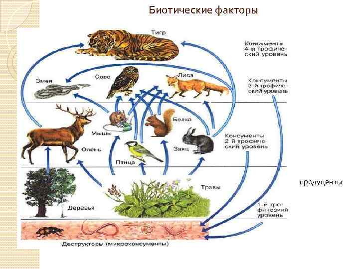 Какой организм в цепях питания экосистемы. Биотические факторы среды обитания. Биотические факторы среды это в биологии. Биотические факторы среды схема.