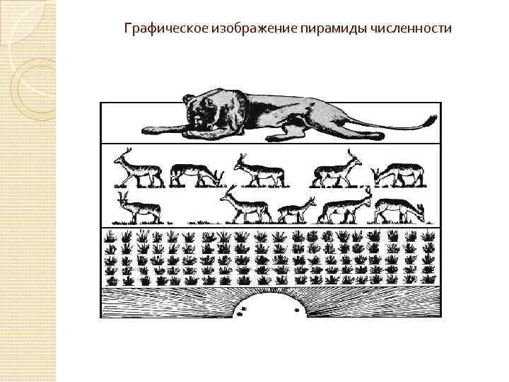 Графическое изображение пирамиды численности 