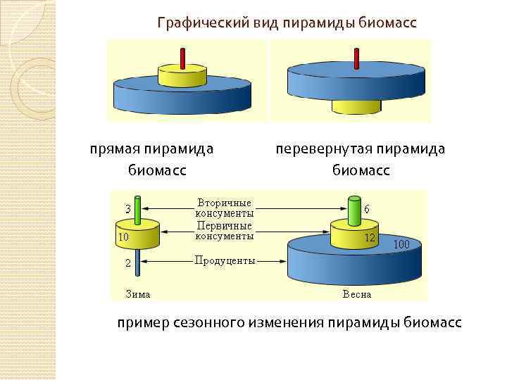 Графический вид пирамиды биомасс прямая пирамида биомасс перевернутая пирамида биомасс пример сезонного изменения пирамиды