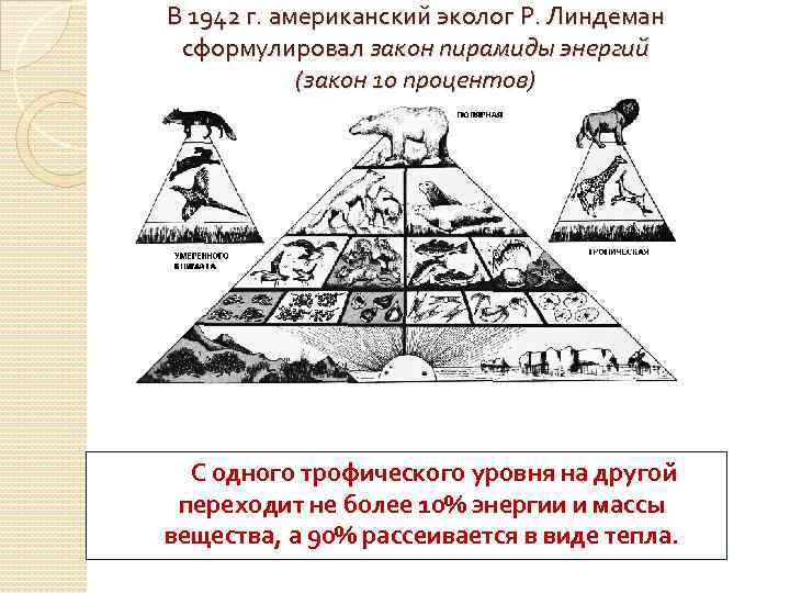В 1942 г. американский эколог Р. Линдеман сформулировал закон пирамиды энергий (закон 10 процентов)